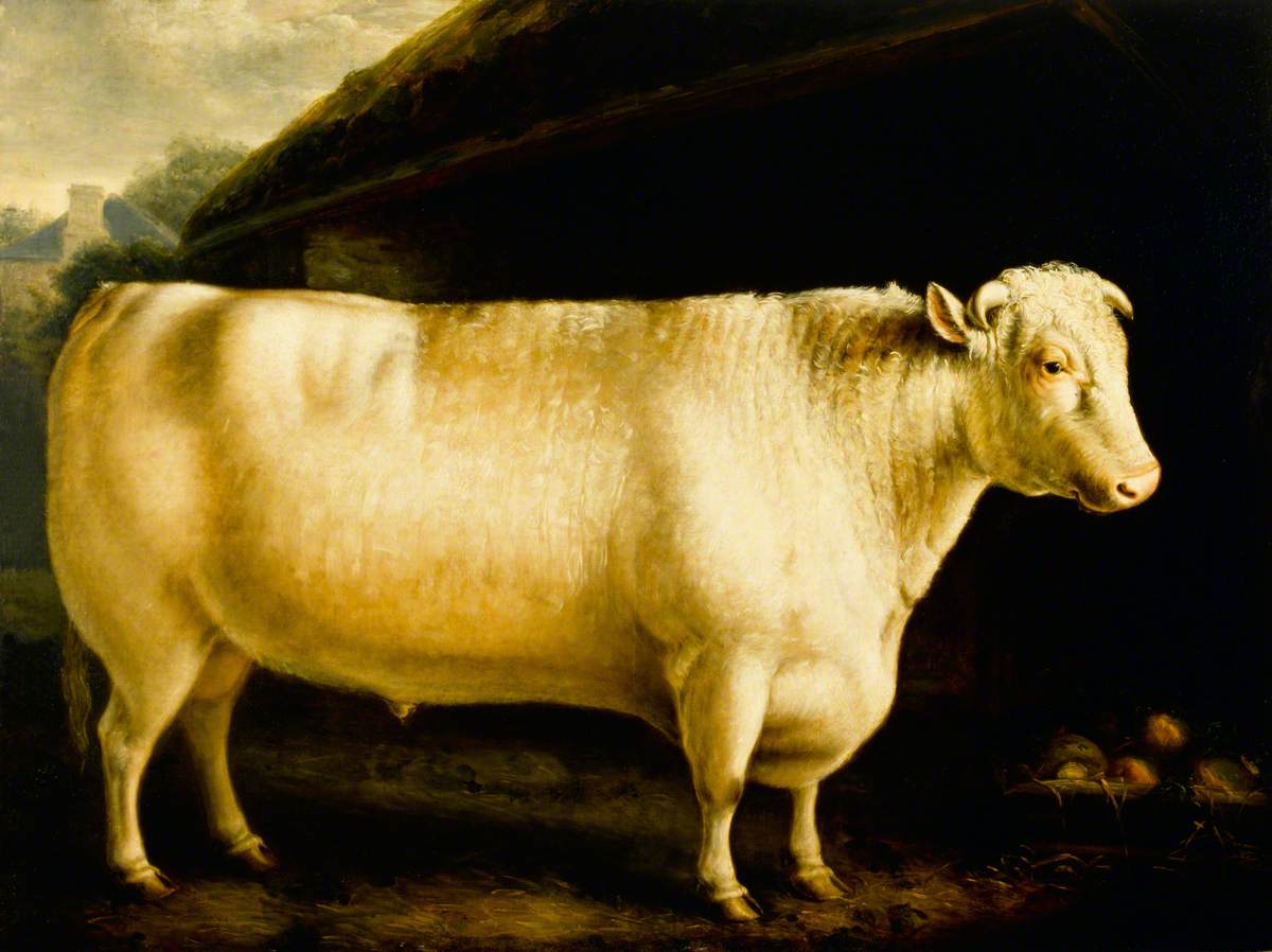 A Shorthorn Bull