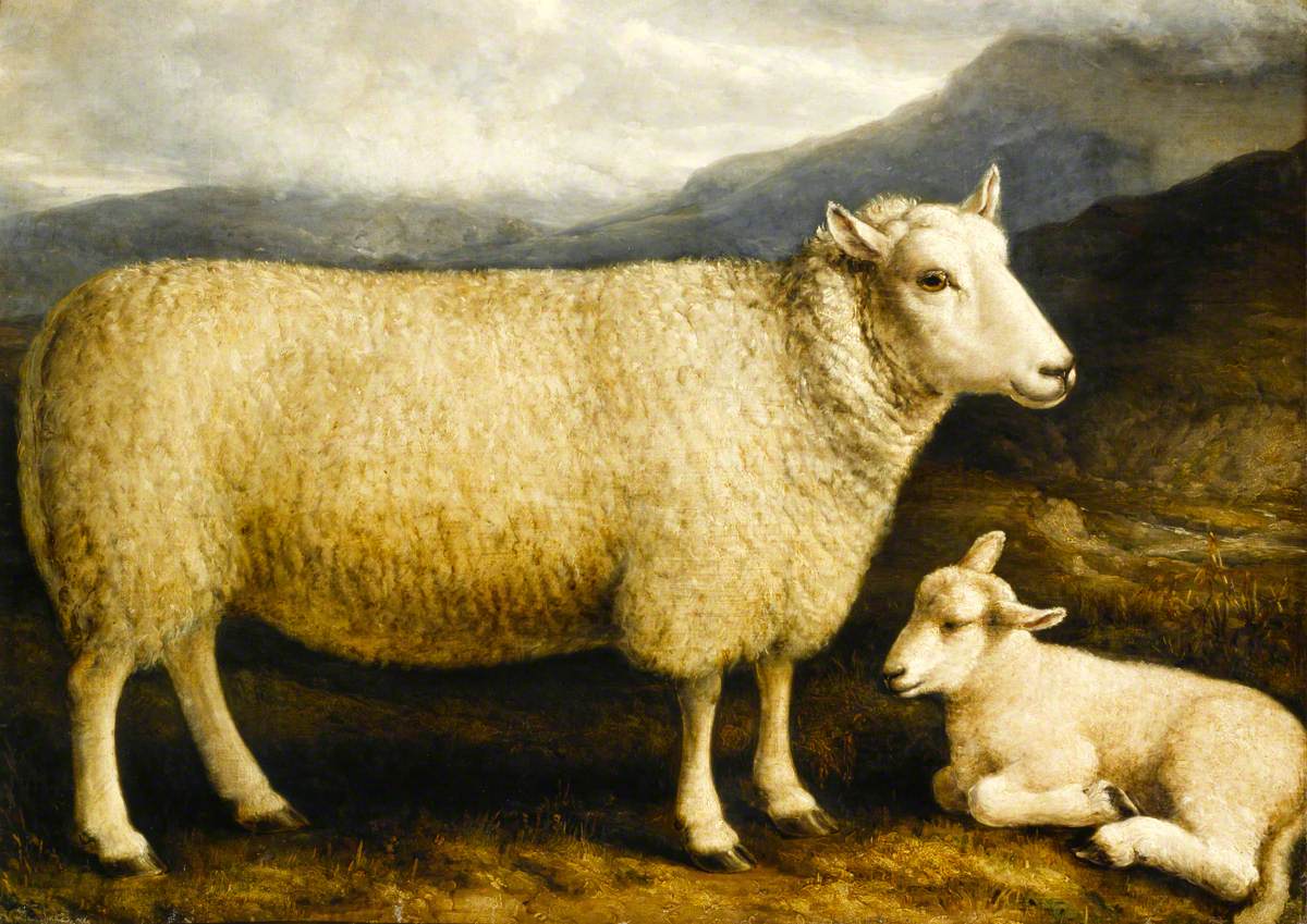 A Cheviot Lamb