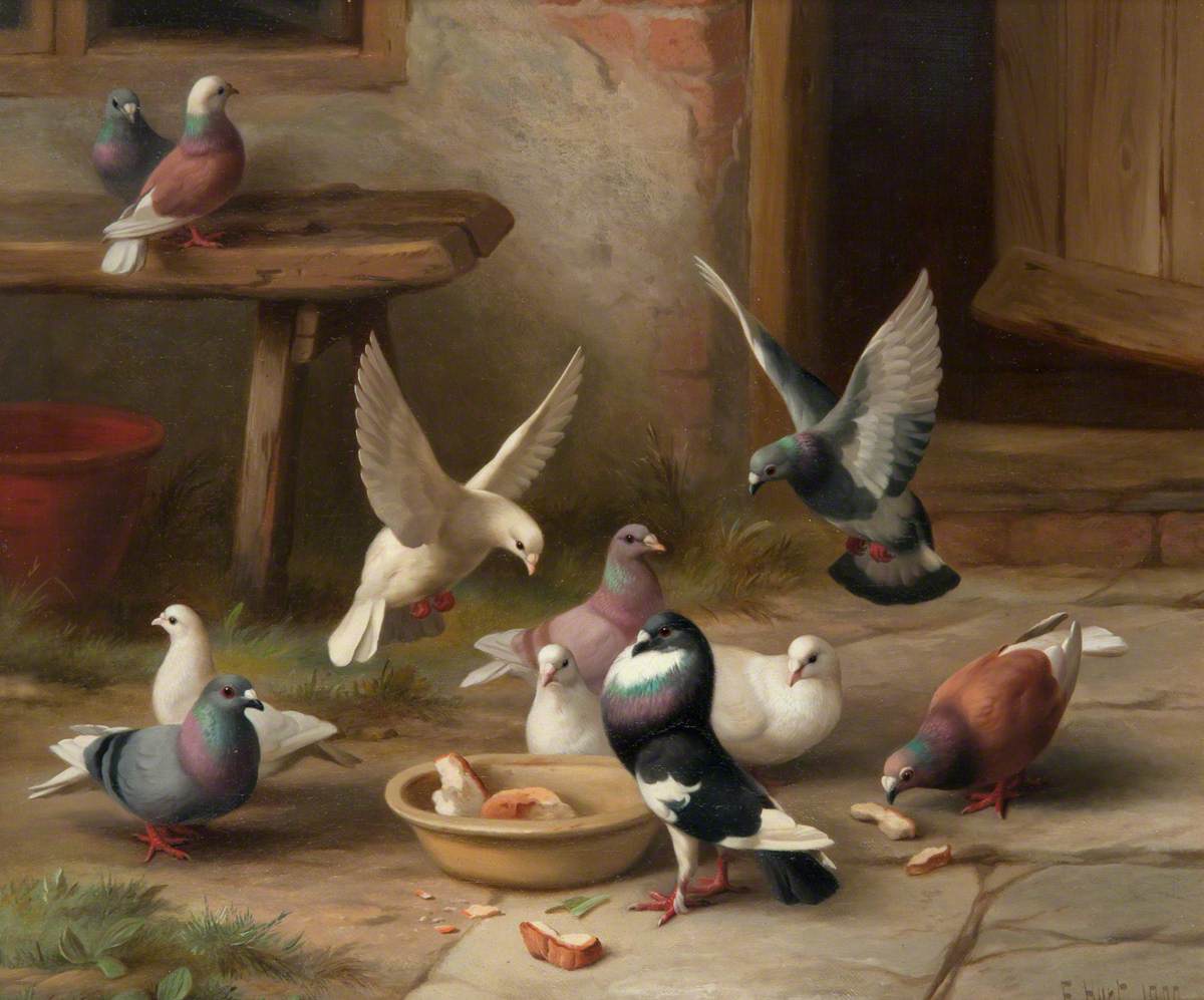 Pigeons Feeding