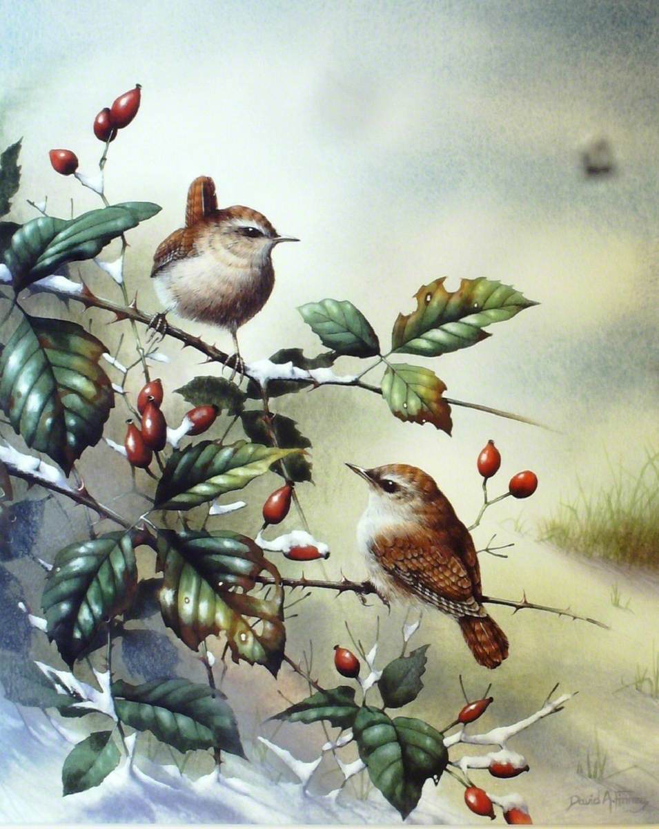 Wrens in Winter