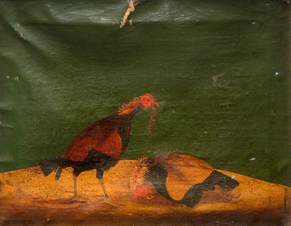 Cockfighting – One Cock Kills the Other