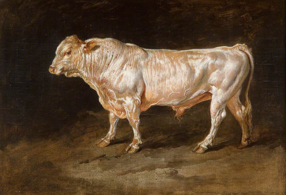 Study of a Prize Bull