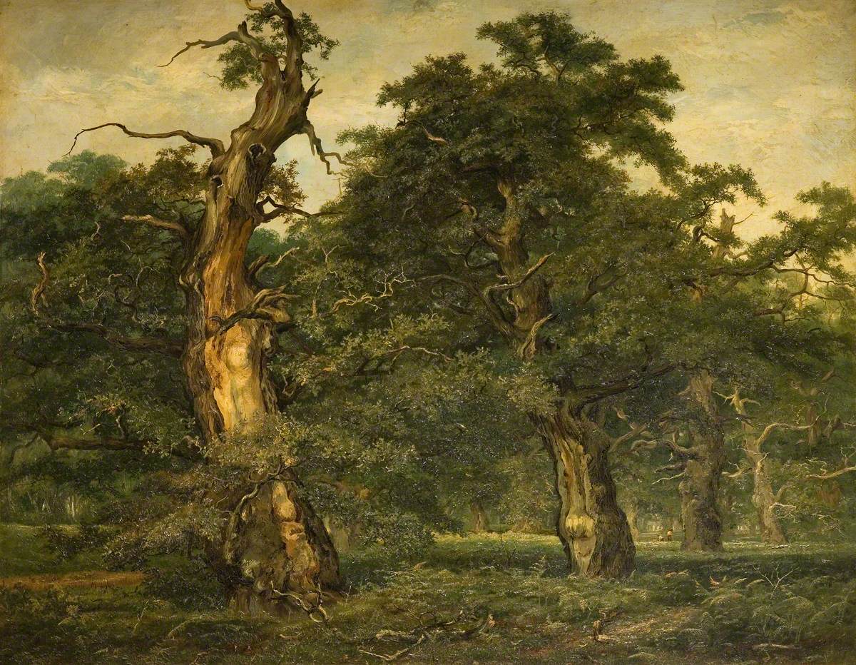 Forest Scene