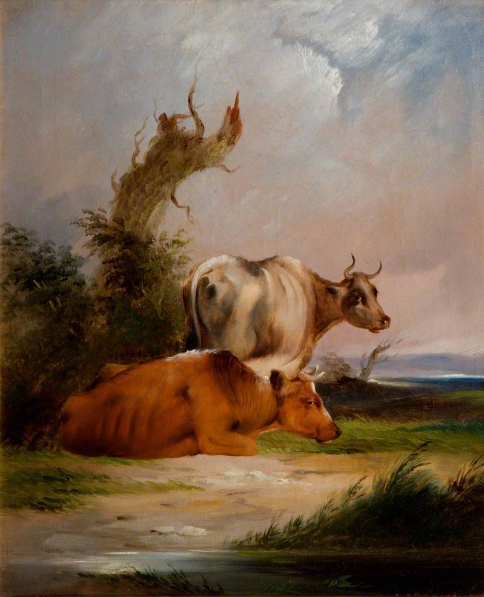 Cows, White Cow Standing