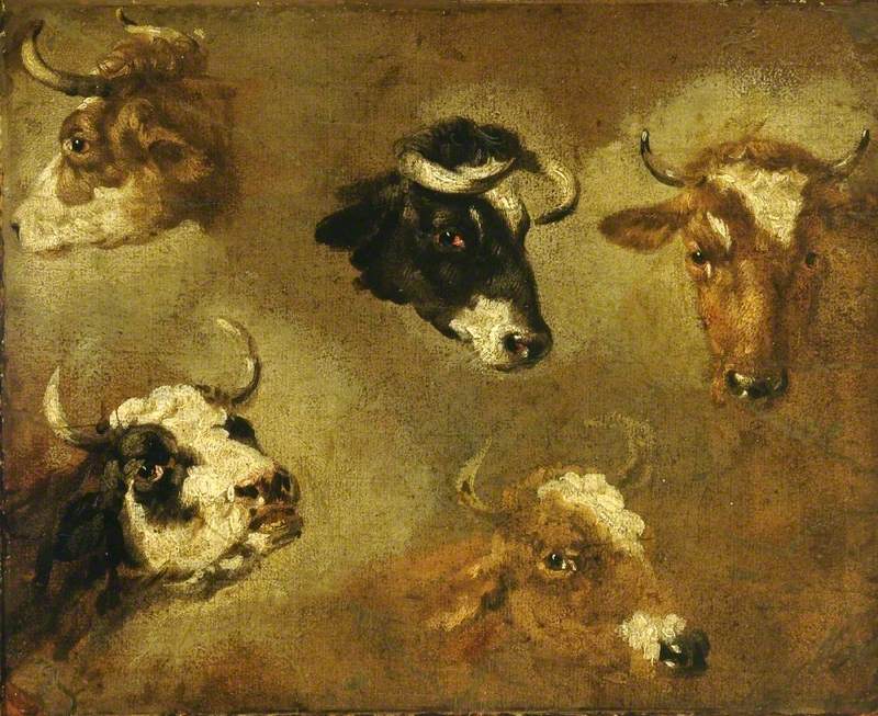 Studies of Cows' Heads