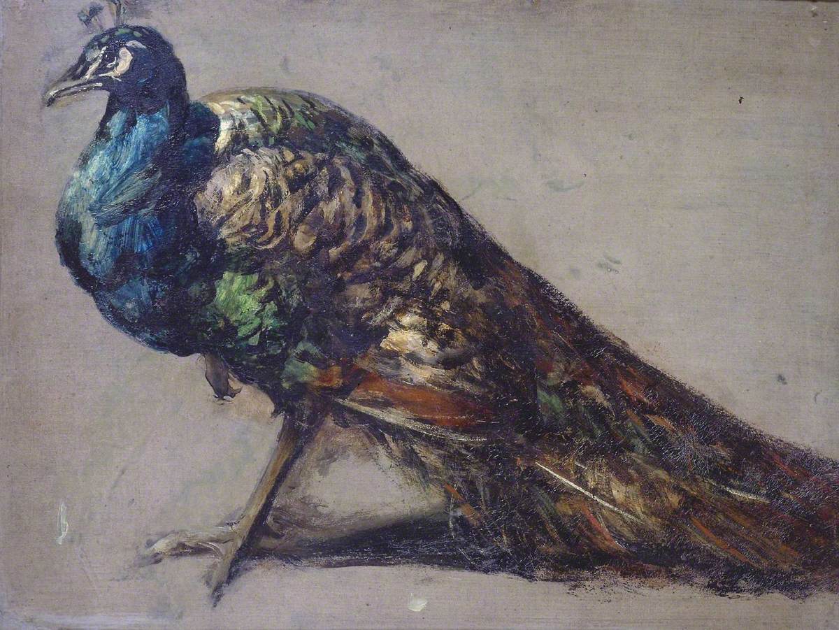 Study of a Peacock for 'The Judgement of Paris'