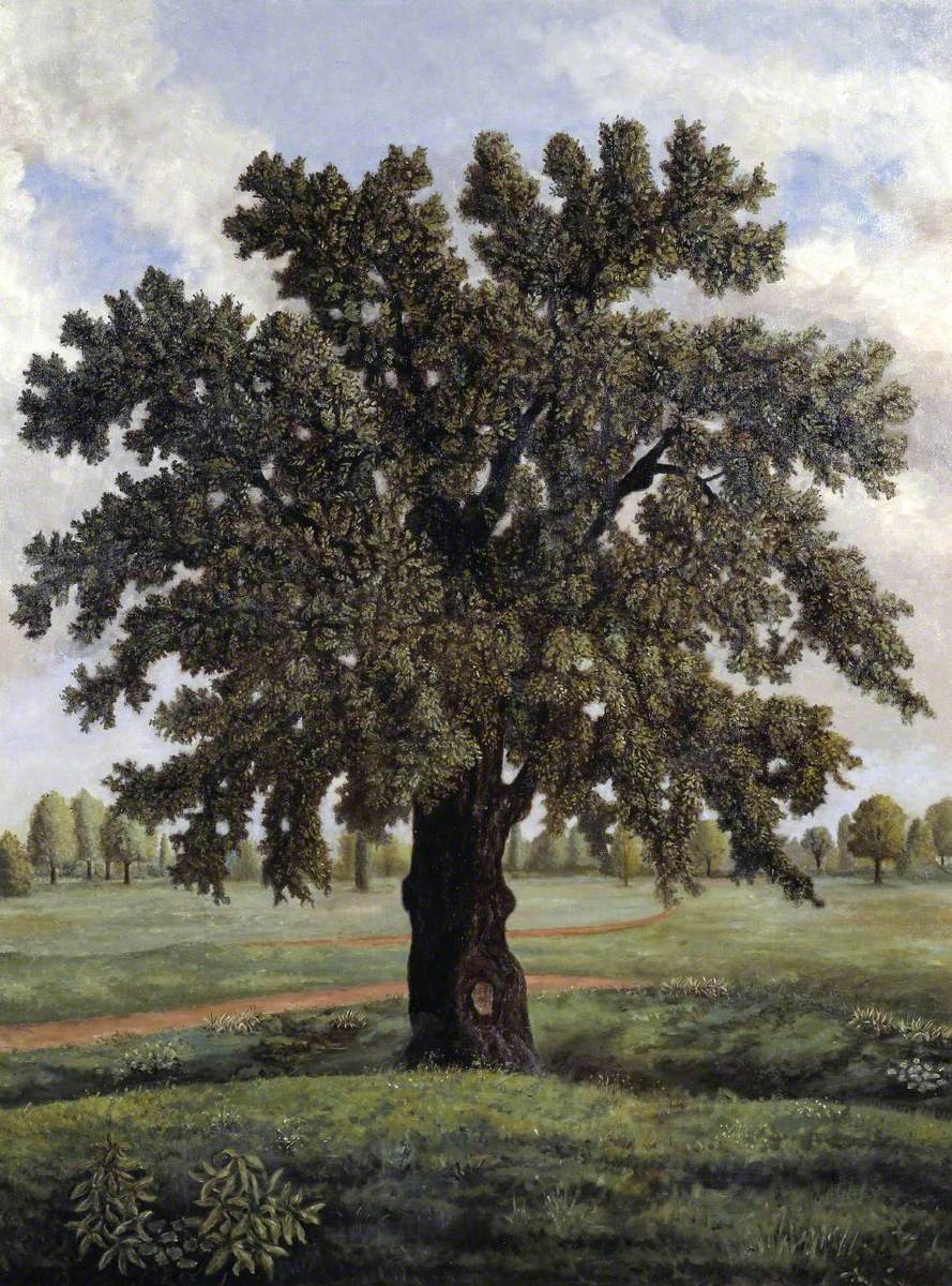 An English Oak Tree