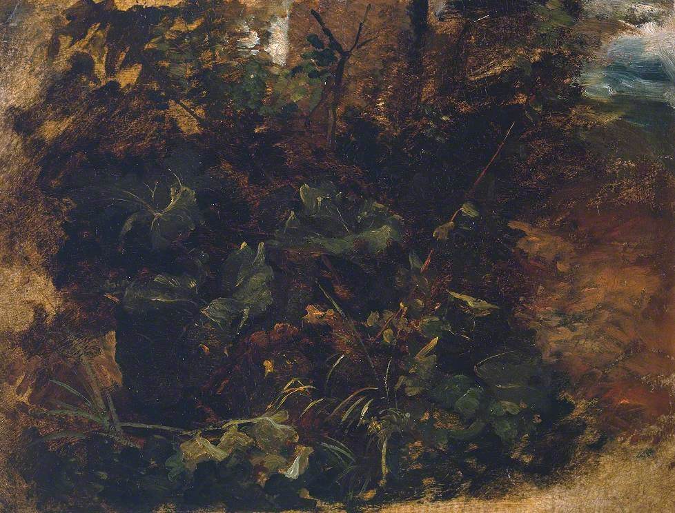 Study of Burdock and other Plants