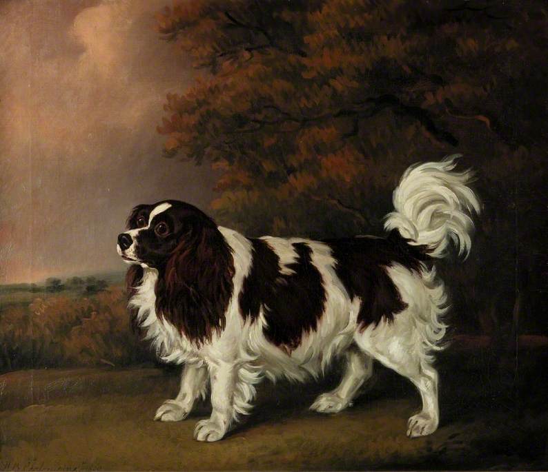 Study of a King Charles Spaniel