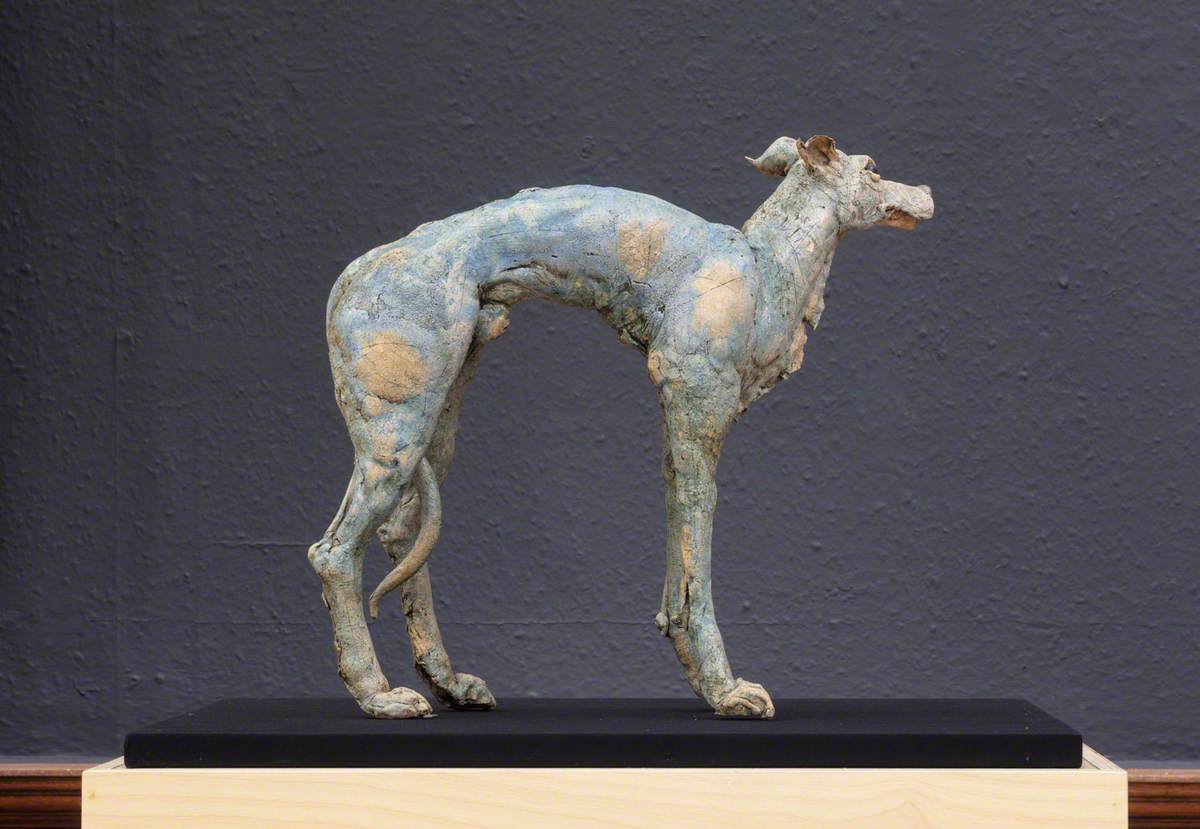 Blue Whippet