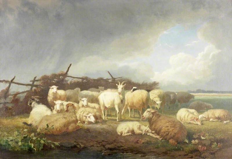 Sheep and Goats Sheltering