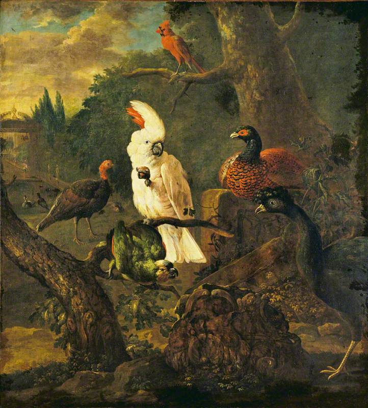 White Cockatoo and Other Birds