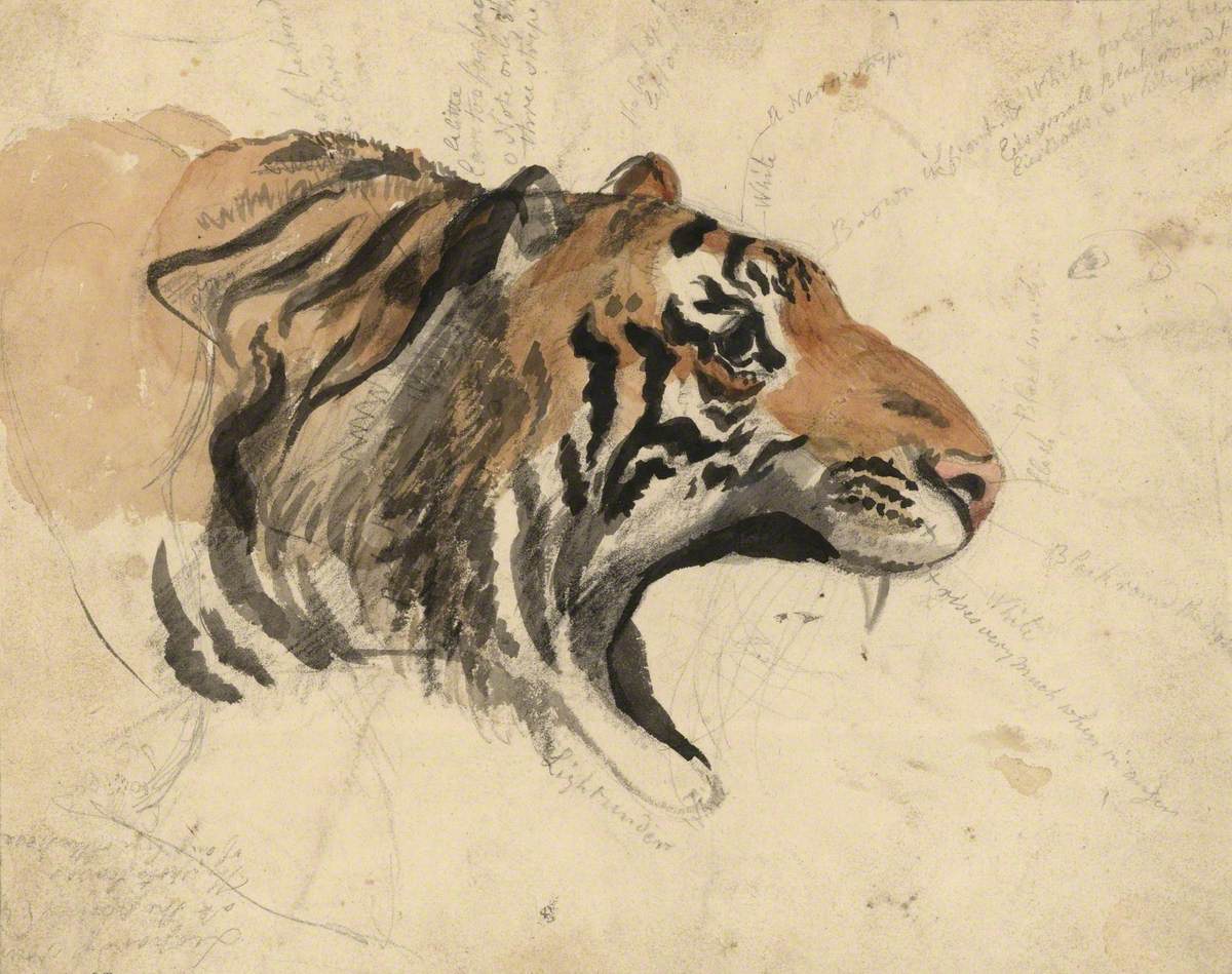 Head of a Tiger