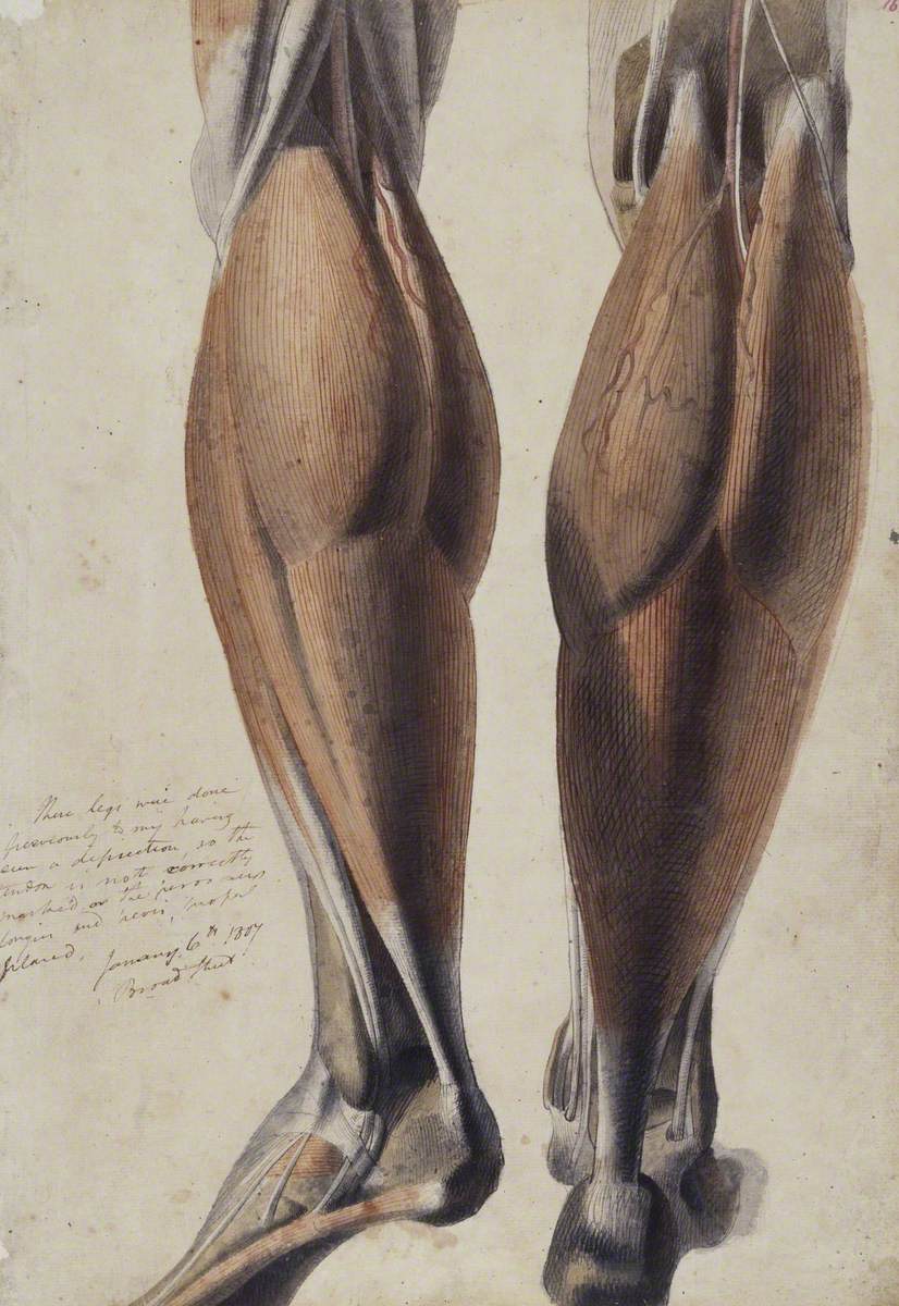 Anatomical Drawing Showing the Muscles and Bones of the Lower Leg