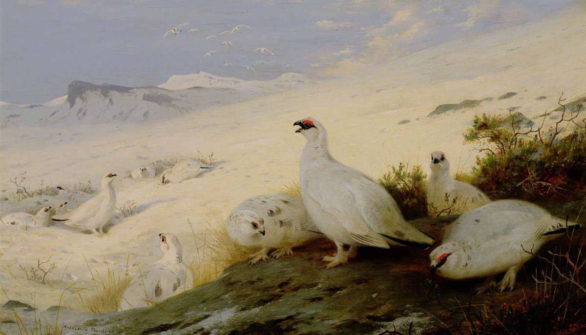 Ptarmigan