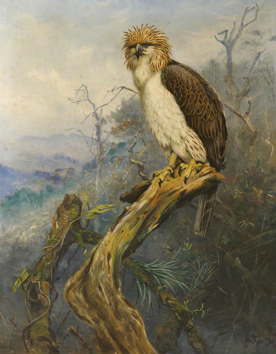 Monkey-Eating Eagle