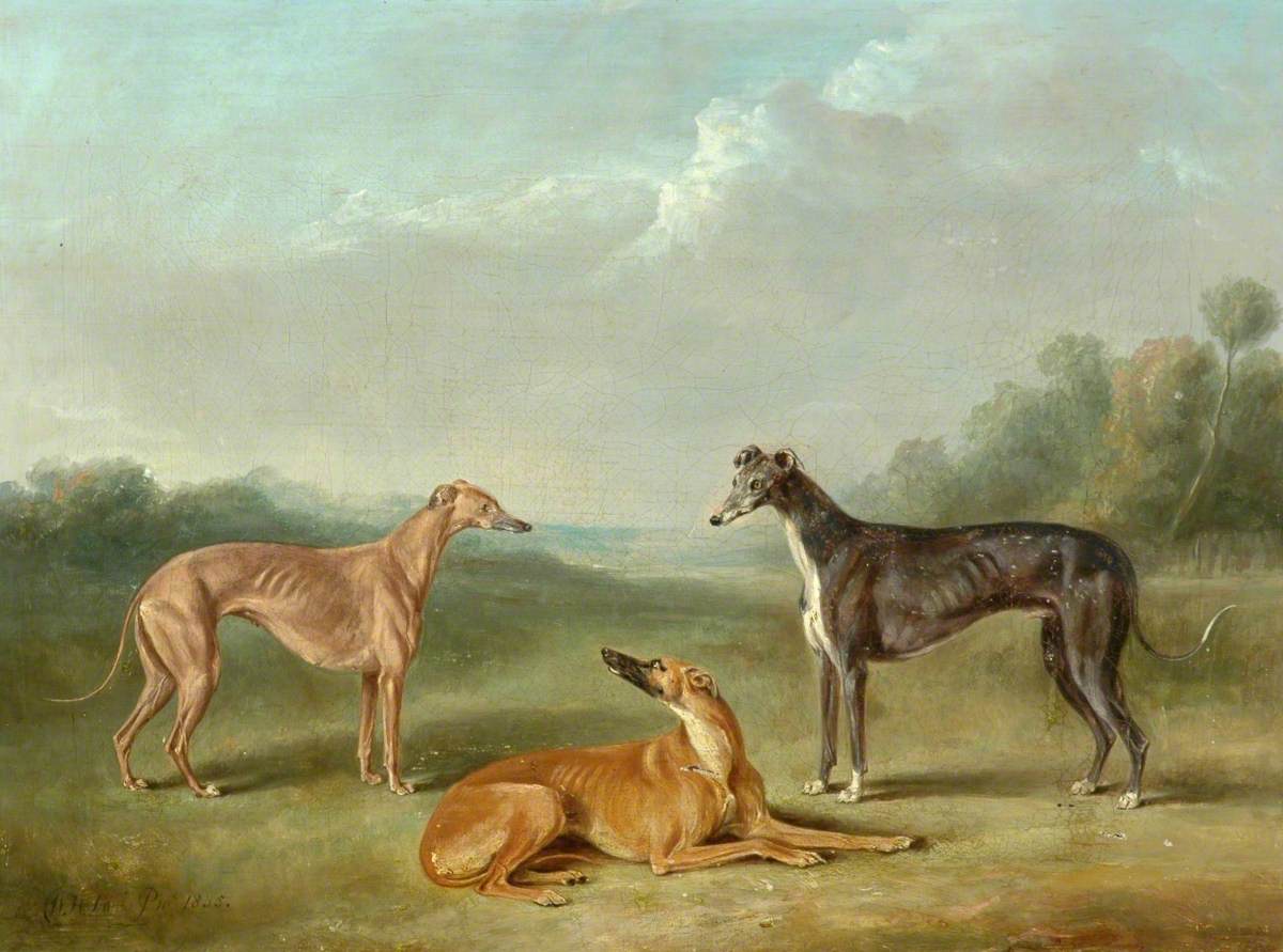 Three Greyhounds