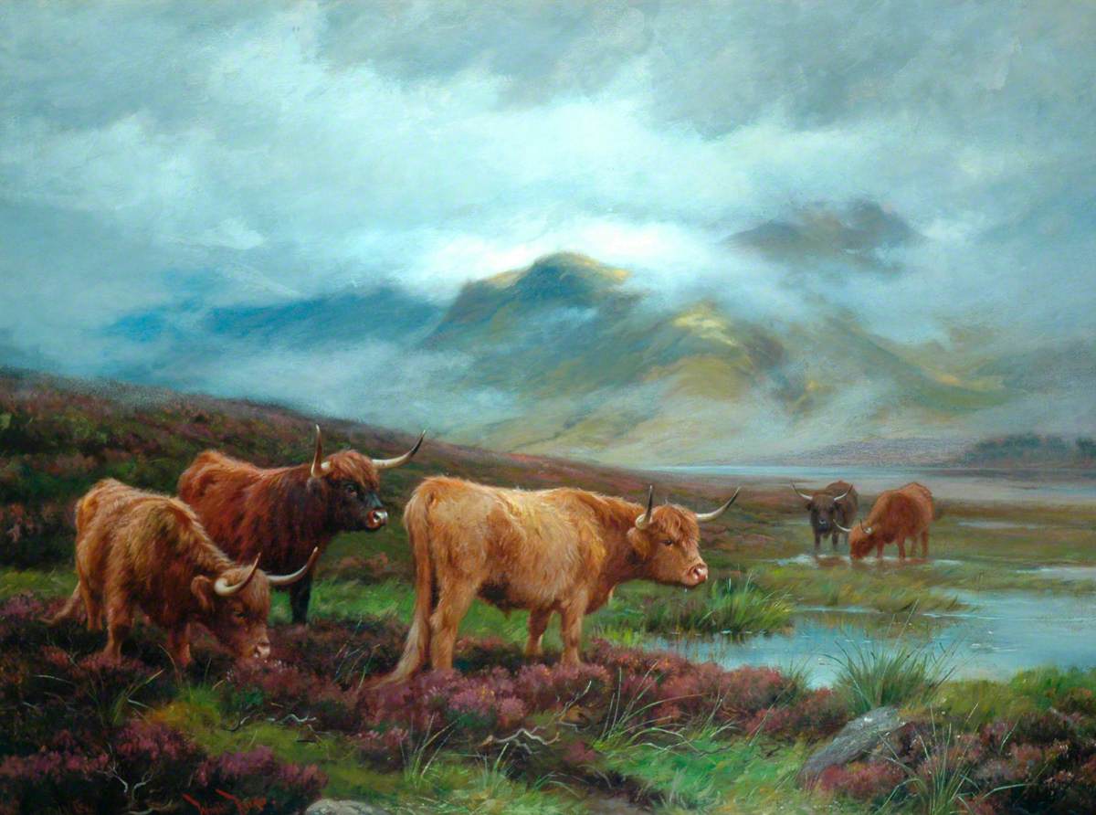 Scotch Cattle