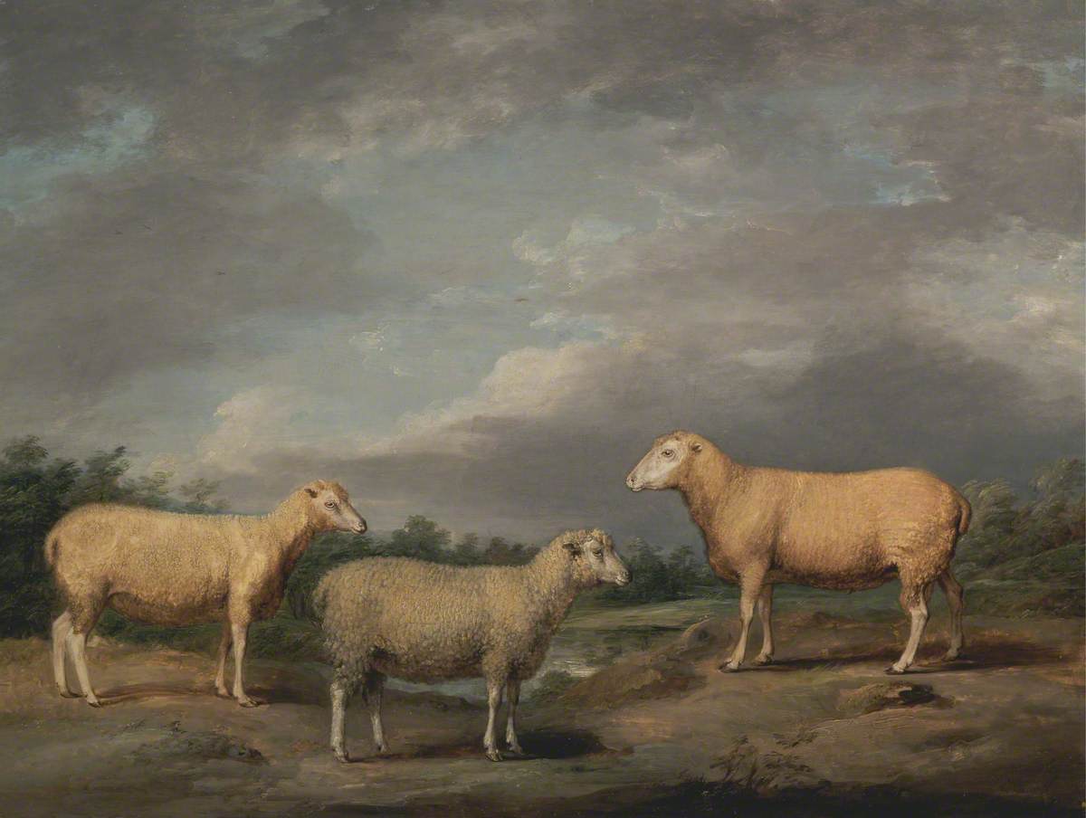 Ryelands Sheep, the King's Ram, the King's Ewe and Lord Somerville's Wether