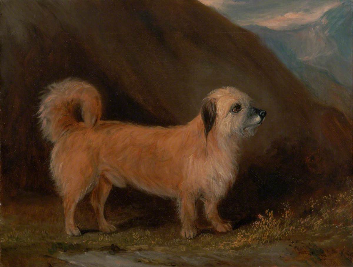 A Dandie Dinmont Terrier