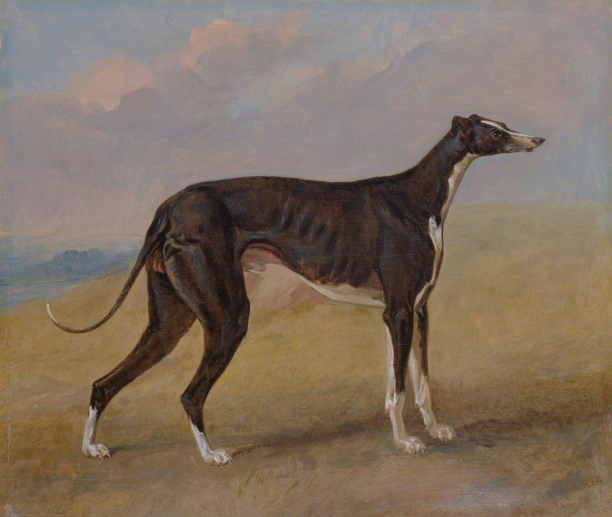 Turk, a Greyhound, the Property of George Lane Fox