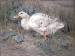 A White Duck