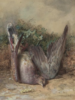 A Dead Dove