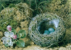 A Bird's Nest and Apple Blossom
