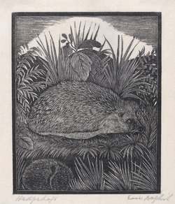 Hedgehogs
