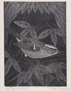 The Goldcrest