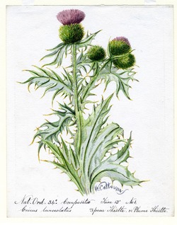 Spear Thistle or Plume Thistle (Cnicus lanceolatus)