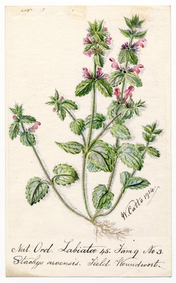 Field Woundwort (Stachys arvensis)