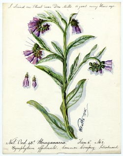 Common Comfrey (Symphytum officinale)