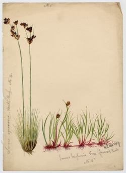 Heath rush and Three flowered rush (Juncus triglumis)