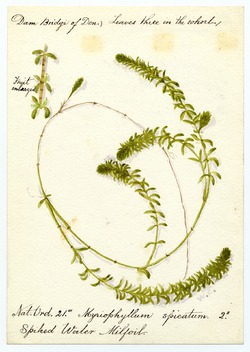 Spiked water milfoil (myriophyllum spicatum)