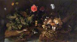 Still Life with a Snake, Frogs and a Tortoise