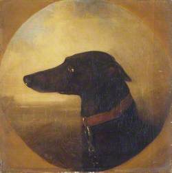 Portrait of a Greyhound: 'Bit o'Law'