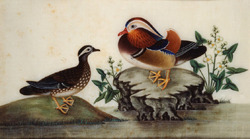 Two ducks and flowering water plants by a pond
