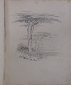 Recto: two trees 
Verso: blank