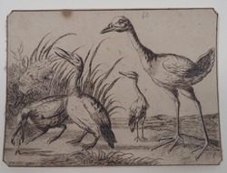 Water-birds