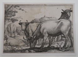 Bull and cows