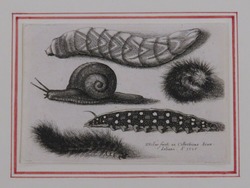 Four caterpillars and a snail