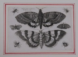 Two moths and six insects