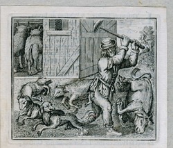 The farmer and the bull