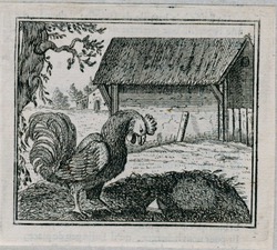 The cock and the jewel