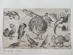Peacock surrounded by nine other birds, including a turkey, and a butterfly on a minimal ground with a small patch of grass, copy, from Douce Ornament Prints Album I