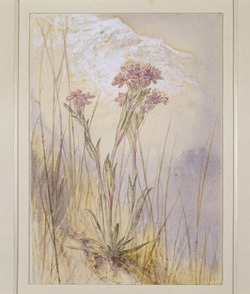 Study of Lychnis at Cagne, Italy