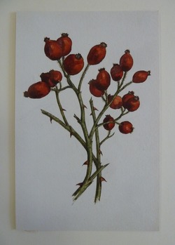 Study of red Berries