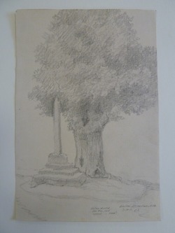 Hollow stunted Elm Tree