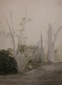 Lime Trees at Gillingham